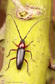 Attēlu rezultāti vaicājumam “Exobasidium cassandrae”