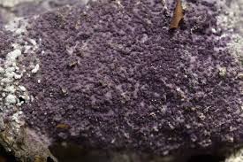 Attēlu rezultāti vaicājumam “Nectriopsis violacea”