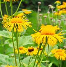 Attēlu rezultāti vaicājumam “Telekia speciosa”