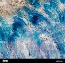 Attēlu rezultāti vaicājumam “Scoliciosporum chlorococcum”