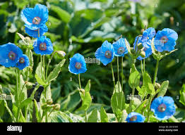 Image result for Meconopsis betonicifolia