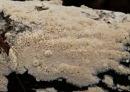 Attēlu rezultāti vaicājumam “Schizopora paradoxa”