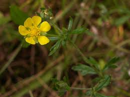 Image result for Potentilla argentea