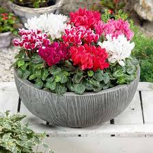 Image result for Cyclamen persicum
