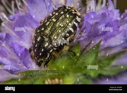 Attēlu rezultāti vaicājumam “Oxythyrea funesta imago”