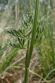 Attēlu rezultāti vaicājumam “Selinum carvifolia fruit”