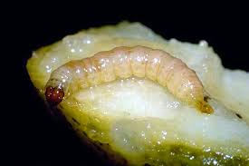 Attēlu rezultāti vaicājumam “Cydia pomonella”