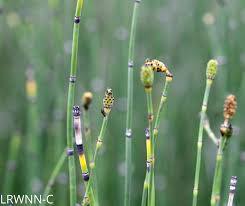 Attēlu rezultāti vaicājumam “Equisetum hyemale”