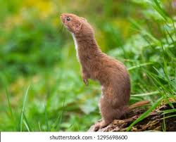 Attēlu rezultāti vaicājumam “Mustela nivalis adult”