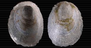 Attēlu rezultāti vaicājumam “Ancylus fluviatilis”