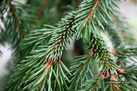 Attēlu rezultāti vaicājumam “Picea abies leaf”