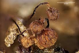 Attēlu rezultāti vaicājumam “Cribraria cancellata var. fusca macro”