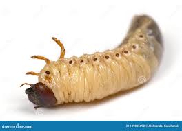 Attēlu rezultāti vaicājumam “Oryctes nasicornis larva”