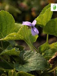 Attēlu rezultāti vaicājumam “Viola uliginosa bud”