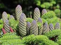 Attēlu rezultāti vaicājumam “Abies koreana”