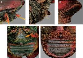 Attēlu rezultāti vaicājumam “Scolytus scolytus, Scolytus multistriatus”