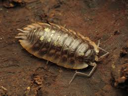 Attēlu rezultāti vaicājumam “Oniscoidea”