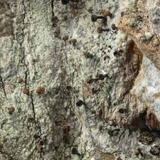 Attēlu rezultāti vaicājumam “Calicium salicinum”