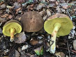 Attēlu rezultāti vaicājumam “Xerocomus subtomentosus”