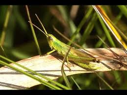 Attēlu rezultāti vaicājumam “Chrysochraon dispar”