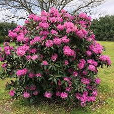 Attēlu rezultāti vaicājumam “Rhododendron catawbiense”