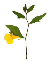 Attēlu rezultāti vaicājumam “Impatiens noli-tangere leaf”