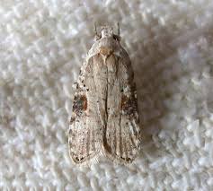 Attēlu rezultāti vaicājumam “Agonopterix alstromeriana”