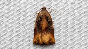 Attēlu rezultāti vaicājumam “Archips podana female”