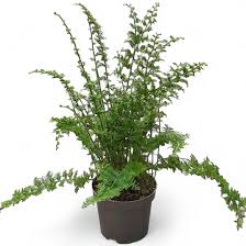 Image result for НЕФРОЛЕПИС (Nephrolepis