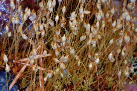 Attēlu rezultāti vaicājumam “Pogonatum nanum”