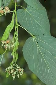 Attēlu rezultāti vaicājumam “Tilia americana”