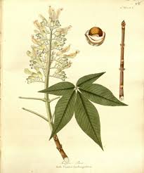 Attēlu rezultāti vaicājumam “Aesculus flava flower”