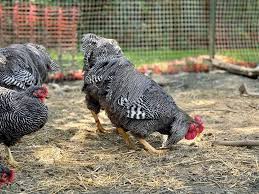 Image result for Plymouth Rhc