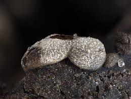 Attēlu rezultāti vaicājumam “Badhamiopsis ainoae macro”