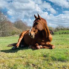 Image result for Dalkeith Park Equestrian Club