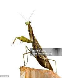 Attēlu rezultāti vaicājumam “Mantis religiosa”