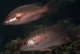 Image result for Lutjanus alexandrei