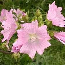 Image result for Malva moschata