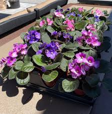 Image result for Saintpaulia ionantha Culitvar