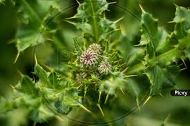 Attēlu rezultāti vaicājumam “Cirsium arvense fruit”