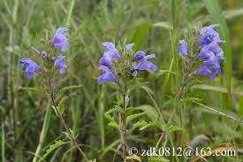 Image result for Dracocephalum moldavicum