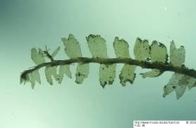 Attēlu rezultāti vaicājumam “Lophocolea minor”