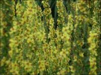 Attēlu rezultāti vaicājumam “Verbascum nigrum leaf”