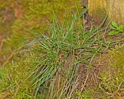 Attēlu rezultāti vaicājumam “Danthonia decumbens bud”