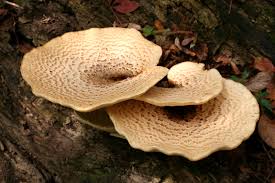 Attēlu rezultāti vaicājumam “Polypores”