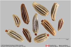 Image result for Leucanthemum vulgare