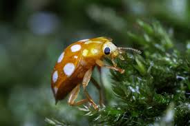 Attēlu rezultāti vaicājumam “Halyzia sedecimguttata”