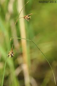 Attēlu rezultāti vaicājumam “Carex paupercula”