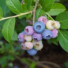 Attēlu rezultāti vaicājumam “Vaccinium myrtillus fruit”