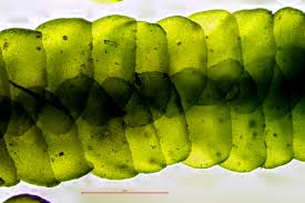 Attēlu rezultāti vaicājumam “Porella platyphylla macro”